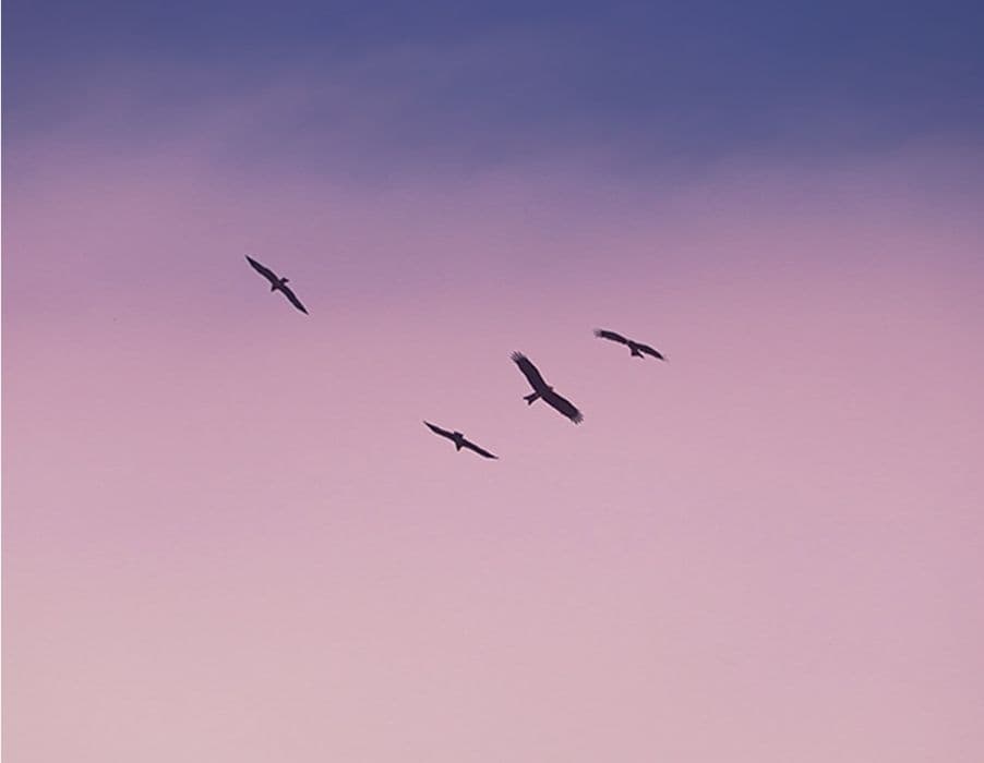 Birds flying in the sky